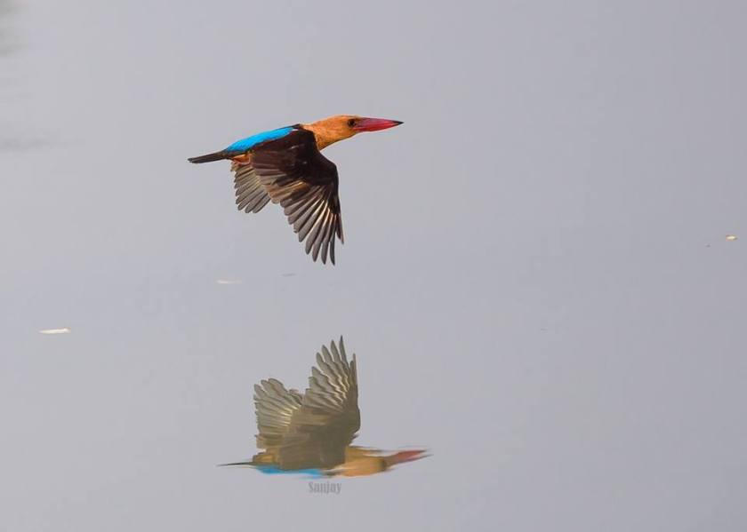 Brown Winged Kingfisher