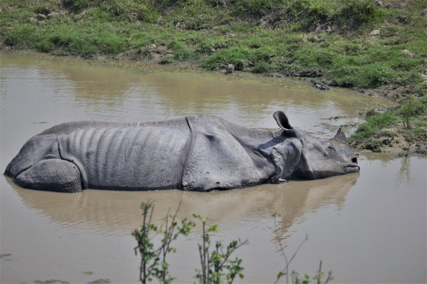 Rhino Sleeping