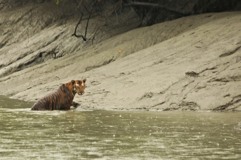 Sunderban Tiger in Rain.jpg