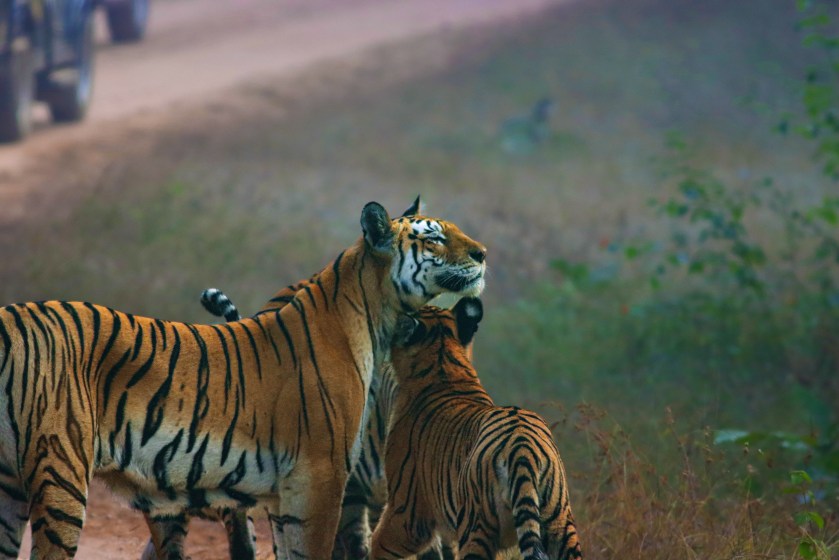 Collarwali with cubs
